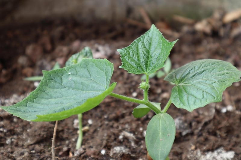 Reforestation Projects